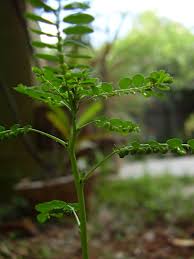 Image result for Phyllanthus udoricola