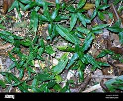 Image result for Aneilema umbrosum