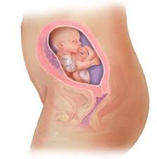 Desenvolvimento Do Bebe Na Barriga Da Mae Semana A Semana Da 21ª A 23ª Semana De Gravidez Bebes Tudo Sobre Bebes Gravidez Criancas E Familia