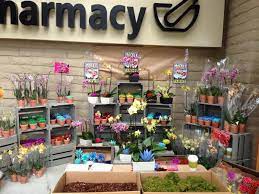 Safeway flowers wedding collection designed by debi lily with bridal bouquets starting at $27.99 and attendant bouquets starting at $23.99. Rocket Farms On Twitter Come See Us At The Safeway In Mill Valley Camino Alto Location 11 2 Today For A Color Blocked Orchid Succulent Event Http T Co Club98bpvu