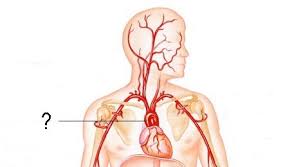 Hover over the images for highlighted anatomy. Arteries And Veins Concept Maps Flashcards Quizlet