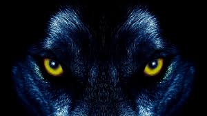 He is dark all the way. Wolf Eyes Wallpapers Top Free Wolf Eyes Backgrounds Wallpaperaccess