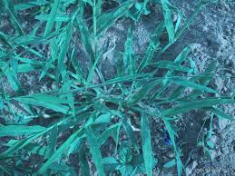 Image result for Urochloa villosa