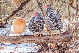 Watching them patrol the yard in their leisurely way is very they can tolerate the heat but should be provided shade. Complete Buff Orpington Care Guide Egg Laying Personality Chickens And More