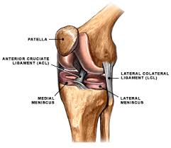 This video explains what is acl and how to. Anterior Cruciate Ligament Acl Tears Uconn Musculoskeletal Institute