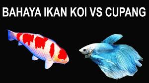 Harga ikan cupang sudah pasti akan jadi pertanyaan pertama bagi orang yang hendak memelihara ikan hias ini. Eksperimen Ikan Cupang Vs Ikan Koi Di Makankah Youtube