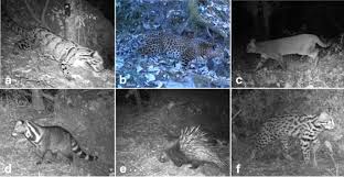 An extract from a one hour film documenting a three week tour to malaysia. Factors Affecting The Occurrence And Activity Of Clouded Leopards Common Leopards And Leopard Cats In The Himalayas Springerlink