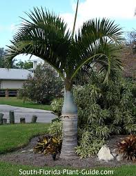 Looking for a good deal on flower palm tree? Bottle Palm
