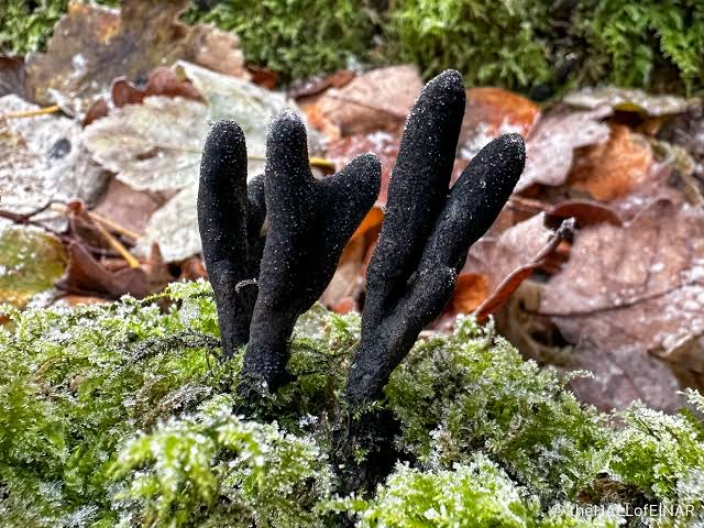 Dead Man's Fingers &ndash; David at the HALL of EINAR