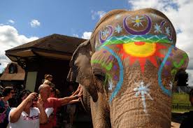 Rosamond Gifford Zoo S 45 Year Old Asian Elephant Siri Freshly Face Painted Gets Close To A Crowd Of Admirers Dur Asian Elephant Elephant Painting In The Zoo