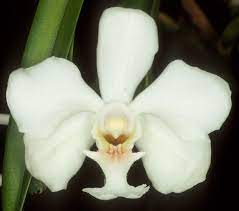 Vanda Javierae Endangered Plants Orchids Vanda Orchids