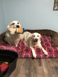 We did not find results for: Pin By Signature Gold Goldens English On Akc English Cream Puppies For Sale Beautiful Dogs Puppies For Sale Puppies