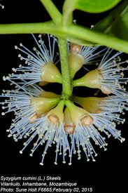 Image result for Syzygium cumini