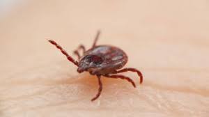 La maladie de lyme se transmet par la piqûre d'une tique porteuse de la bactérie borrelia burgdorferi. Maladie De Lyme Les Gestes De Prudence Qui Doivent Encadrer Les Promenades Cet Ete