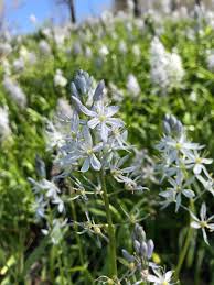 They love a full sun environment and thrive in the upper, middle, lower, and coastal south. Illinois Native Plant Society Southern Chapter Home Facebook