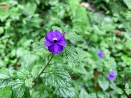 Image result for Browallia americana