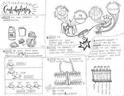 Pin On Biology And Other Sciences