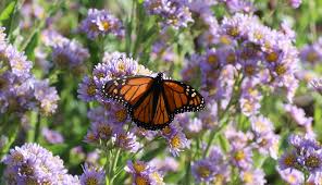 Learn how planting milkweed that is native to your area in your garden can help restore the monarch butterfly population. Late Season Butterfly Flowers For Your Garden Hobby Farms