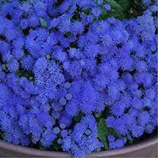 Amazon Com Floss Flower Blue Ball Ageratum Houstonianum Mill Flower Plant Seeds Annual Heirloom Garden Outdoor Planten