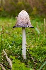 Check spelling or type a new query. Massachusetts Mushrooms Inaturalist