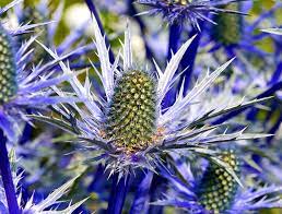 Height 2.5ft (75cm), spread 2ft (60cm). Sea Holly Flowers Information About Growing Eryngium Plants