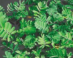 Image result for Aeschynomene fluitans