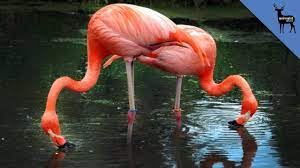 Flamingo Flamingo Species Google Search Flamingo Animal Adaptations Species