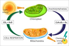 What is the word equation for aerobic respiration in animals. Respiration And Photosynthesis Good Science