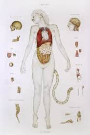 Mermen and women are shown with a fish tail up to their waist, leaving little room for spare parts. Anatomical Drawings Of Mermaids Nymphs And Monsters Mermaid Drawings Mermaid Magical Creature