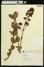 Image result for Lippia abyssinica