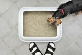 No need for pet gates or interior cat door. Why Do Dogs Eat Cat Poop How To Stop A Dog From Eating Cat Poop