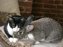 As long as your cat is not too dominant or aggressive, it will accept this. Pussy Wikipedia