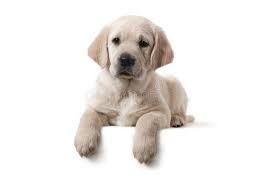 dog golden retriever puppy 6 weeks old adorable and curious golden retriever sponsored ad golden retriever puppy retriever puppy dogs golden retriever