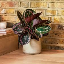 Image result for Calathea