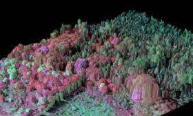 Invading Trees Put Rainforests At Risk