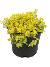 It's evergreen ground cover plants and covers very large part quickly, it is easy to grow incredibly in usda zones 2 to 10. Goldi Creeping Jenny Potted Gardener S Supply