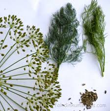 Image result for Anethum