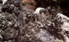 Plane Tree Pests Treating Insect Damage To Plane Trees Plane Tree London Plane Tree Pests