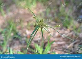 Image result for Cyperaceae