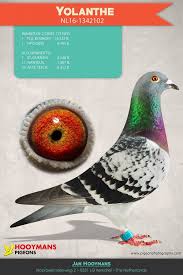 De uitzending van npo 1 extra. Hooymans Pigeons Blog Archive Yolanthe 2 X 1 Npo Moves To Kerkdriel