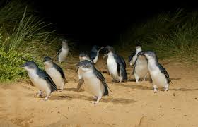 Phillip island travelers' reviews, business hours, introduction, open hours. Zayhugw Mrp Sm