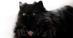 Meet the Fluffy Cat Breeds | Petfinder