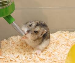 Syrian hamsters are nocturnal which means that they are most active at night and their life expectancy is between 1 and 2 years, but have been known to live much longer. How Long Can A Hamster Go Without Water Read This First Animals Hq