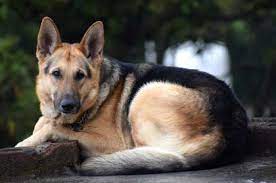 German Shepherd Guide Life Span Temperament Colors Size Shedding More Caninejournal Com