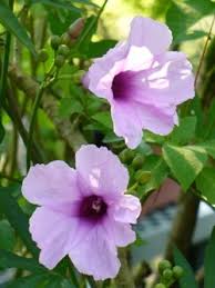 Image result for Ipomoea mauritiana