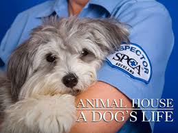 17 cats are spayed and nuetered. Watch Animal House A Dog S Life Prime Video