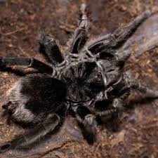 Experienced breeders of tarantula spiders. Typhochlaena Seladonia Brazilian Jewel My Monsters