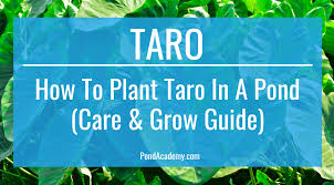 My problem is that i must bring it in doors for the winter and do not know the proper way to do this. How To Plant Taro In A Pond Care Grow Guide