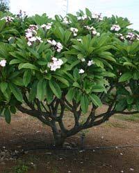 Plumeria Tree Jpg 200 250 Pixels Plants Tropical Garden Plumeria Tree