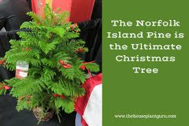 Besondere unterkünfte zum kleinen preis. The Norfok Island Pine Is The Ultimate Christmas Tree The Houseplant Guru
